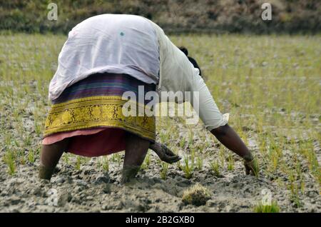 Nagaon, Assam / India - March 03 2020 : Farmers seen busy in planting paddy crops in a agricutural field of Pahukata village in Nagaon, India Stock Photo