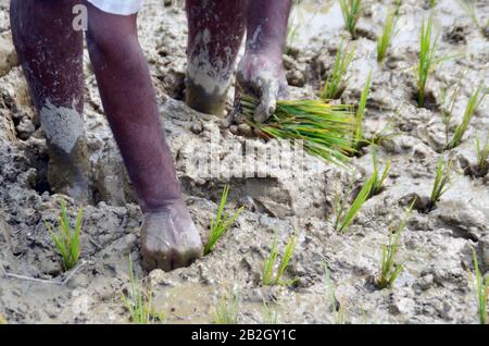 Nagaon, Assam / India - March 03 2020 : Farmers seen busy in planting paddy crops in a agricultural field of Pahukata village in Nagaon, Assam Stock Photo