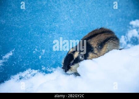 Real lemmings hi-res stock photography and images - Alamy