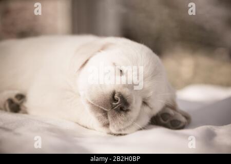 Head shot of sleeping labrador retriever puppy / Newborn labrador retriever puppy sleeping Stock Photo