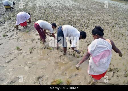 Nagaon, Assam / India - March 03 2020 : Farmers seen busy in planting paddy crops in a agricutural field of Pahukata village in Assam Stock Photo