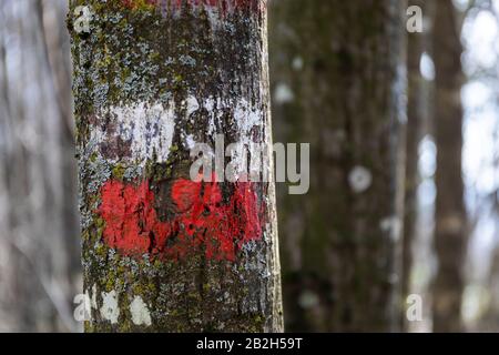 Mountain trail sign, handmade with white and red paint on a tree trunk in the woods. Stock Photo