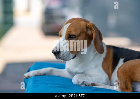 Beagle dog resting outdoors in shade Stock Photo