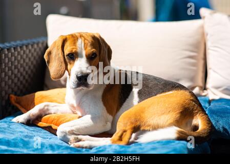 Beagle dog resting outdoors in sun Stock Photo