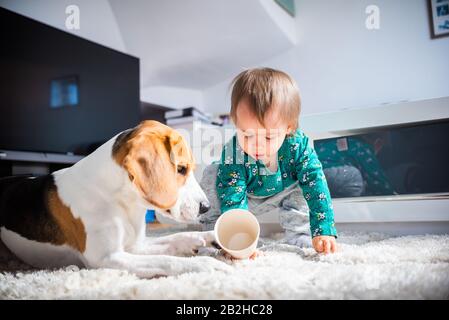 Dog with a cute caucasian baby girl on carpet in living room. Stock Photo