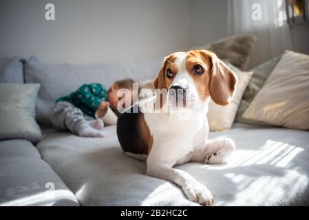 Dog with a cute baby girl on a sofa. Beagle lie down in front, baby in background having fun Stock Photo