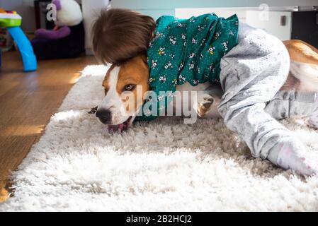 Baby hugging tight Beagle dog in sunny room. Stock Photo