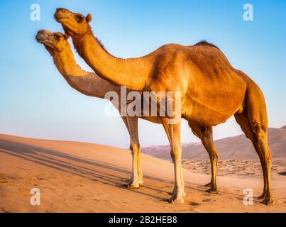 Camels  in the liwa desert Stock Photo