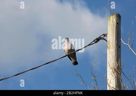 A woodpigeon, Columba Palumbus, perched close to housing in North Dorset England UK GB. In large numbers wood pigeons can be agricultural pests and da Stock Photo