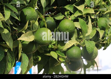Green limes hanging on a tree in the garden. Stock Photo