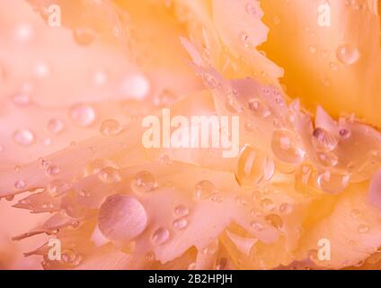 Macro photo of water drops on a beautiful orange carnation flower Stock Photo