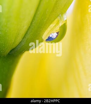 Macro photo of a water drop with flower reflection on side of a plant with copy space Stock Photo