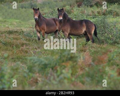 Two rare breed Exmoor ponies grazing on moor land. Stock Photo