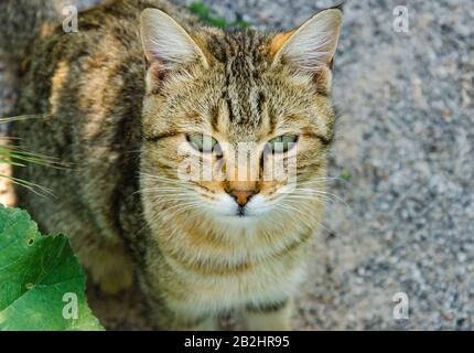 A Domestic cat is looking forward Stock Photo