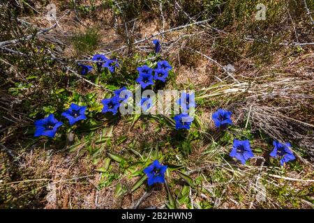 several blue gentian flowers in alpine meadow in spring Stock Photo