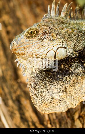 Large Male Iguana In His Natural Habitat Stock Photo