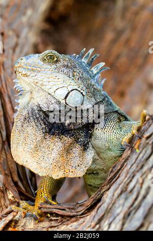 Large Male Iguana In Natural Habitat Stock Photo