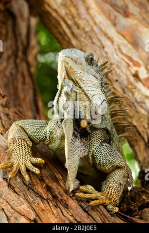 Large Male Reptile In His Natural Domain Stock Photo