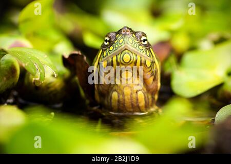 Red Eared Slider Turtle In The Wild Surrounded By Typical Flora And Looking With Curiosity To The Camera Stock Photo