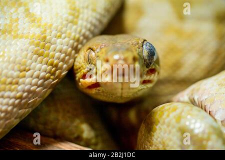 A close-up photograph of a yellow and cream-colored snake, likely a python or similar species, with its mouth slightly open, revealing the interior. The snake's head is centered in the frame, with Stock Photo