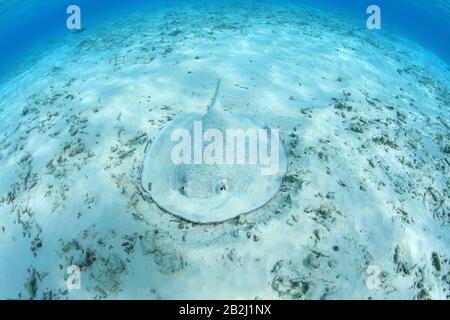Porcupine ray (Urogymnus asperrimus) underwater in the tropical lagoon of the indian ocean Stock Photo