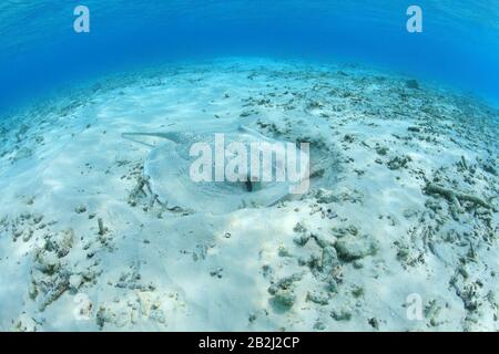 Porcupine ray (Urogymnus asperrimus) underwater in the tropical waters of the indian ocean Stock Photo