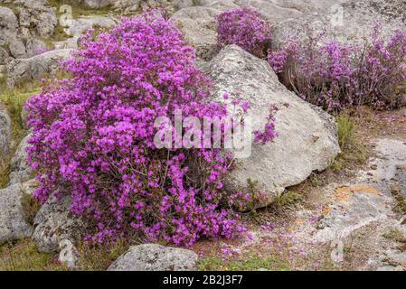 Amazing bright bush of the rhododendron of Ledebour (Rhododendron ledebourii) with spring magenta flowers on the stones on the slope of the mountain Stock Photo