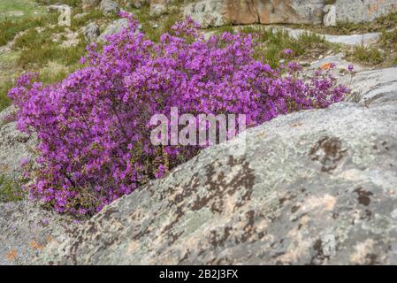 Amazing bright bush of the rhododendron of Ledebour (Rhododendron ledebourii) with spring magenta flowers on the stones on the slope of the mountain Stock Photo