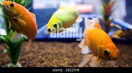 Small Colored Fishes Swimming In A Small Aquarium Stock Photo