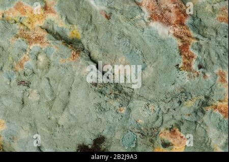 Abstract green mould background macro close up view Stock Photo