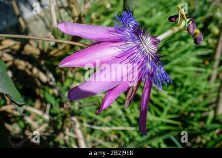 Purple Passion flower (Passifloraceae) growing in an English garden Stock Photo