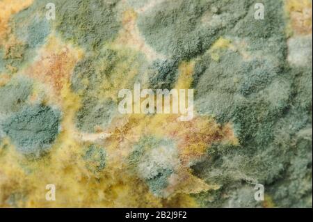 Surface with green mould and yellow spores close up view Stock Photo