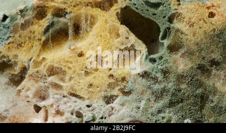 Green and yellow mould on bread texture close up view