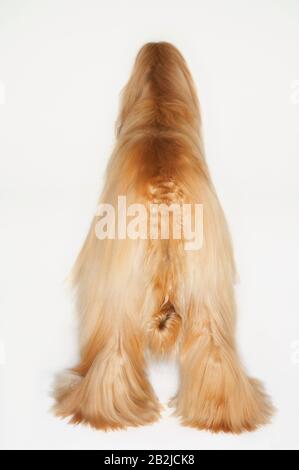 Afghan hound standing back view Stock Photo