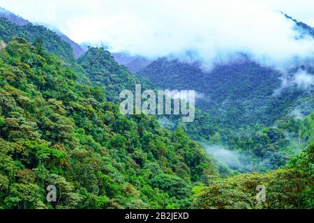 A dense tropical rainforest blankets steep mountain slopes, with layers of lush green trees extending into the distance. Low-lying clouds and mist drift through the valleys and cling to the peaks Stock Photo