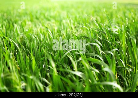 Glare of sunlight in dew drops on grass Stock Photo