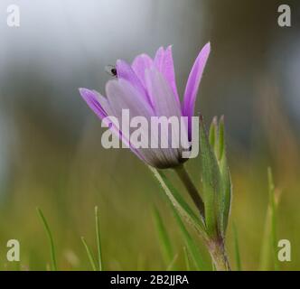Close-up of purple wildflowers against green background Stock Photo