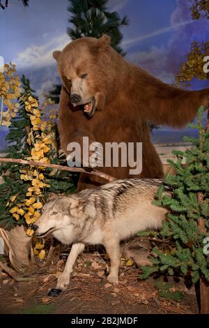 Brown bear attacking at coyote Stock Photo