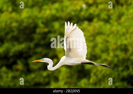 Great White Egret Flying Against Green Mangrove Background Stock Photo