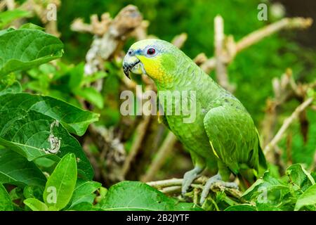 Male Yellow Crowned Amazon Parrot Shot In Ecuadorian Lowlands Of Amazonian Basin Stock Photo