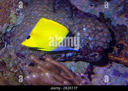 Long-nosed butterflyfish, Forcipiger flavissimus Stock Photo