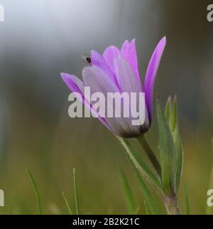 Close-up of stamens and pistil of purple wildflowers against green meadow background Stock Photo