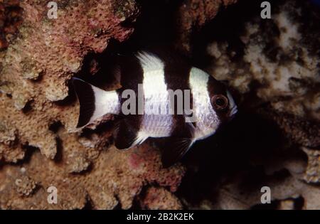 Black-tail damselfish, Dascyllus melanurus Stock Photo