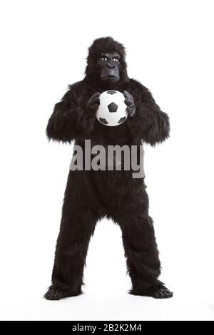 Young man in gorilla costume holding soccer ball against white background Stock Photo