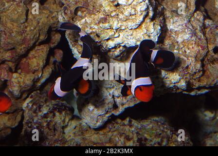 Pair of clown anemonefish, Amphiprion percula Stock Photo