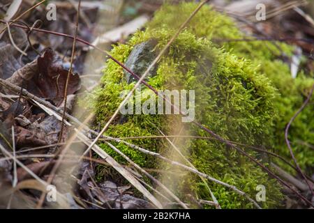 red thin branch with thorns lies over the moss that overgrows a stone Stock Photo