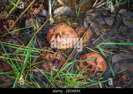 Apple from last autumn lies rotting in a puddle Stock Photo