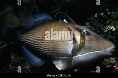Scythe triggerfish, Sufflamen bursa Stock Photo