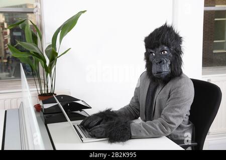 Portrait of young man in gorilla mask using laptop at office Stock Photo