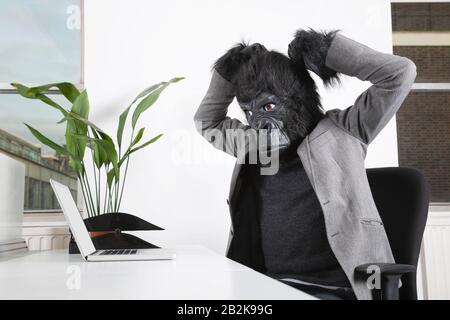Angry young man in gorilla mask looking at laptop at office Stock Photo